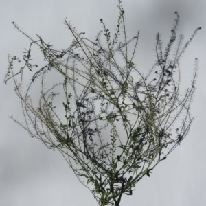 Lepidium africanum at Narrabundah, ACT - 31 Mar 2021