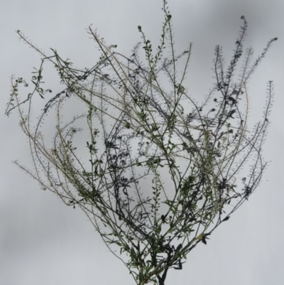 Lepidium africanum (Common Peppercress) at Narrabundah, ACT - 31 Mar 2021 by RobParnell