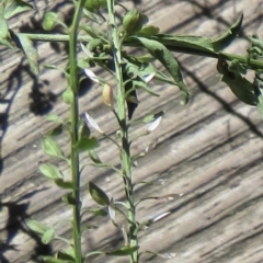 Lepidium africanum at Narrabundah, ACT - 31 Mar 2021