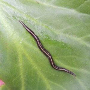 Caenoplana coerulea at Conder, ACT - 15 Nov 2021