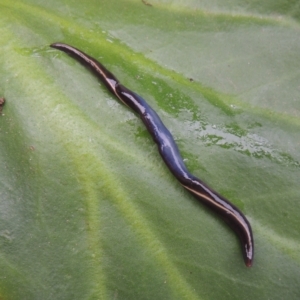 Caenoplana coerulea at Conder, ACT - 15 Nov 2021