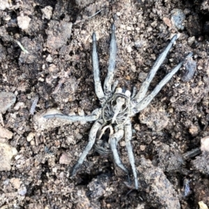 Tasmanicosa sp. (genus) at Aranda, ACT - 12 Jan 2022