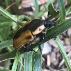Chondropyga dorsalis at Belconnen, ACT - 12 Jan 2022 12:05 PM