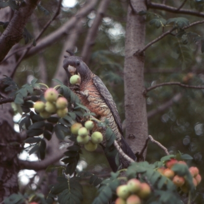 Callocephalon fimbriatum (Gang-gang Cockatoo) at Campbell, ACT - 12 Jan 2022 by Tammy