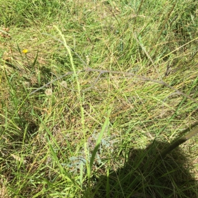Paspalidium distans (Spreading Panic Grass) at Hall Cemetery - 11 Jan 2022 by brunonia