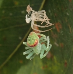 Araneus circulissparsus (species group) (Speckled Orb-weaver) at Cook, ACT - 11 Jan 2022 by CathB