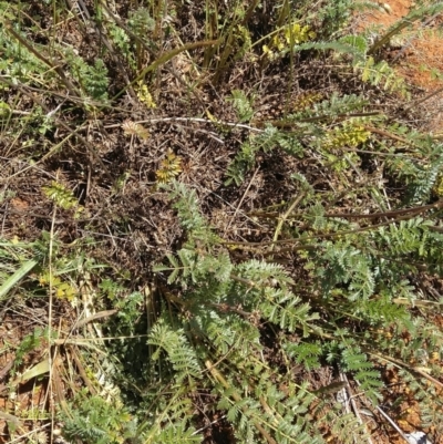 Acaena sp. (A Sheep's Burr) at Symonston, ACT - 30 Nov 2021 by CallumBraeRuralProperty