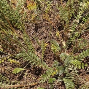 Acaena sp. at Symonston, ACT - 30 Nov 2021