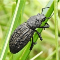 Amycterus abnormis (Ground weevil) at Tennent, ACT - 10 Jan 2022 by JohnBundock