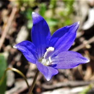 Wahlenbergia gloriosa at Tennent, ACT - 10 Jan 2022 01:30 PM