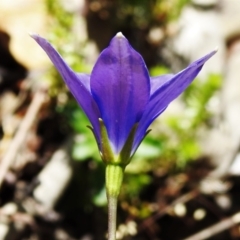 Wahlenbergia gloriosa at Tennent, ACT - 10 Jan 2022