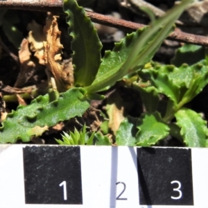 Wahlenbergia gloriosa at Tennent, ACT - 10 Jan 2022