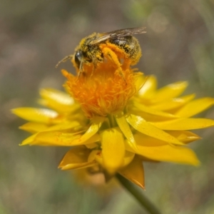 Lasioglossum (Chilalictus) lanarium at Yarralumla, ACT - 12 Jan 2022 12:49 PM