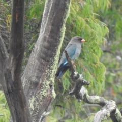 Eurystomus orientalis (Dollarbird) at Berrima, NSW - 11 Jan 2022 by GlossyGal