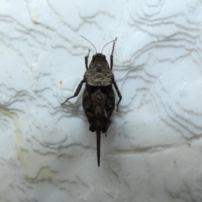 Paratettix australis (A pygmy grasshopper) at McKellar, ACT - 11 Jan 2022 by Amata