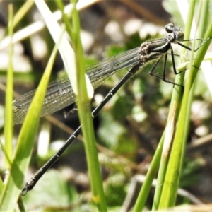 Austroargiolestes icteromelas at Rendezvous Creek, ACT - 10 Jan 2022