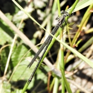 Austroargiolestes icteromelas at Rendezvous Creek, ACT - 10 Jan 2022