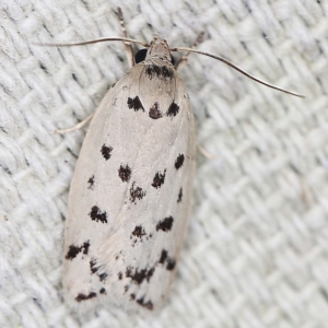 Ericibdela delotis at O'Connor, ACT - 11 Jan 2022 10:02 PM
