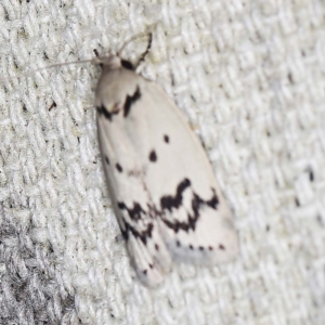 Compsotropha selenias at O'Connor, ACT - 11 Jan 2022 10:09 PM