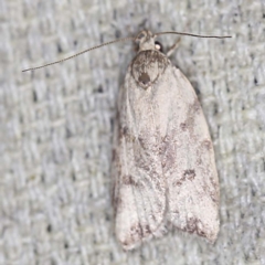 Syringoseca mimica (A Concealer moth (Wingia Group)) at O'Connor, ACT - 11 Jan 2022 by ibaird