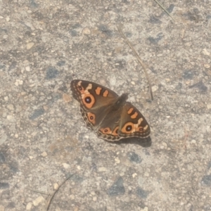 Junonia villida at Amaroo, ACT - 12 Jan 2022