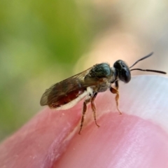 Lasioglossum (Homalictus) punctatus (A halictid bee) at ANBG - 12 Jan 2022 by cherylhodges