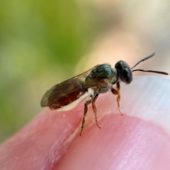 Lasioglossum (Homalictus) punctatum (A halictid bee) at Acton, ACT - 12 Jan 2022 by cherylhodges