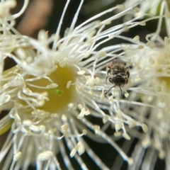 Lasioglossum (Homalictus) punctatus at Acton, ACT - 12 Jan 2022