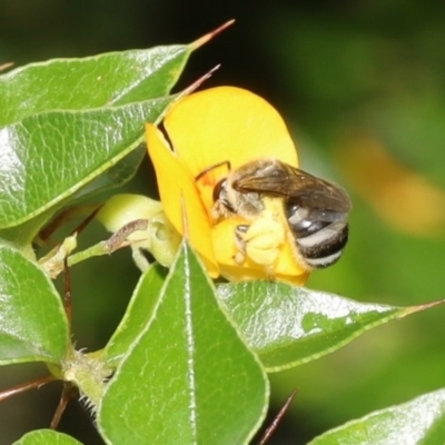 Lasioglossum (Chilalictus) sp. (genus & subgenus) (Halictid bee) at ANBG - 11 Jan 2022 by cherylhodges