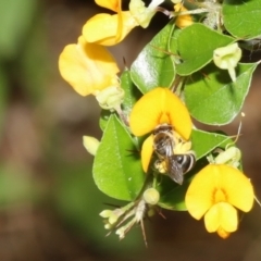 Lasioglossum (Chilalictus) sp. (genus & subgenus) at Acton, ACT - 12 Jan 2022