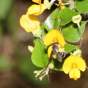 Lasioglossum (Chilalictus) sp. (genus & subgenus) at Acton, ACT - 12 Jan 2022