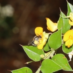 Lasioglossum (Chilalictus) sp. (genus & subgenus) at Acton, ACT - 12 Jan 2022