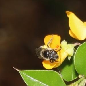 Lasioglossum (Chilalictus) sp. (genus & subgenus) at Acton, ACT - 12 Jan 2022