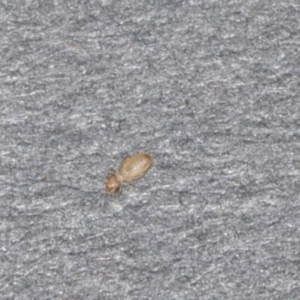 Psocodea 'Psocoptera' sp. (order) at Higgins, ACT - 12 Jan 2022