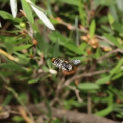 Megachile sp. (several subgenera) at Acton, ACT - 12 Jan 2022 11:55 AM