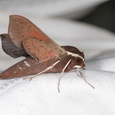 Hippotion scrofa (Coprosma Hawk Moth) at Higgins, ACT - 11 Jan 2022 by AlisonMilton
