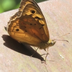 Heteronympha merope (Common Brown Butterfly) at Paddys River, ACT - 10 Jan 2022 by RobParnell