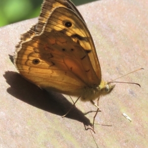 Heteronympha merope at Paddys River, ACT - 10 Jan 2022 03:15 PM