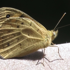 Heteronympha merope at Paddys River, ACT - 10 Jan 2022 03:15 PM