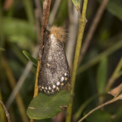 Epicoma contristis (Yellow-spotted Epicoma Moth) at Higgins, ACT - 12 Jan 2022 by AlisonMilton