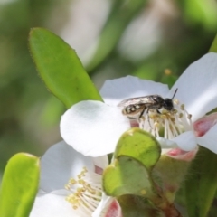 Euhesma nitidifrons (A plasterer bee) at Acton, ACT - 12 Jan 2022 by cherylhodges