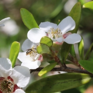 Euhesma nitidifrons at Acton, ACT - 12 Jan 2022