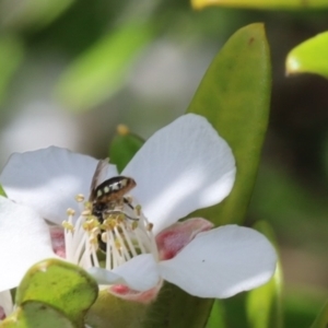 Euhesma nitidifrons at Acton, ACT - 12 Jan 2022