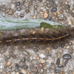 Ardices canescens (Dark-spotted Tiger Moth) at Higgins, ACT - 11 Jan 2022 by AlisonMilton