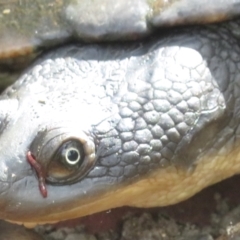 Chelodina longicollis at Paddys River, ACT - 10 Jan 2022 04:28 PM