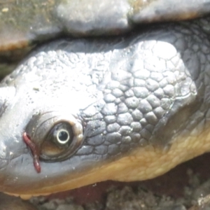 Chelodina longicollis at Paddys River, ACT - 10 Jan 2022 04:28 PM