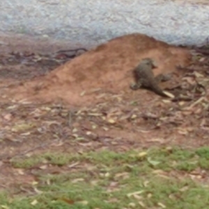 Varanus varius at Gundaroo, NSW - suppressed