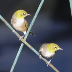 Zosterops lateralis (Silvereye) at Higgins, ACT - 30 Dec 2021 by AlisonMilton