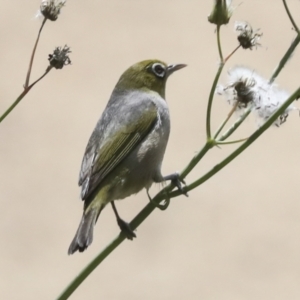 Zosterops lateralis at Higgins, ACT - 30 Dec 2021