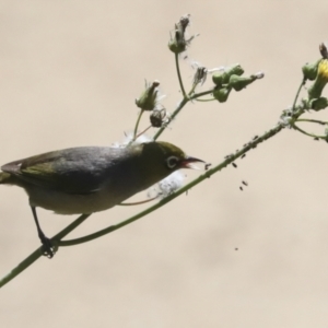 Zosterops lateralis at Higgins, ACT - 30 Dec 2021